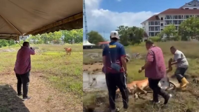 ‘Terpaksa tembak kaki bagi elak mudarat, lembu tak mati’ – MB Perlis