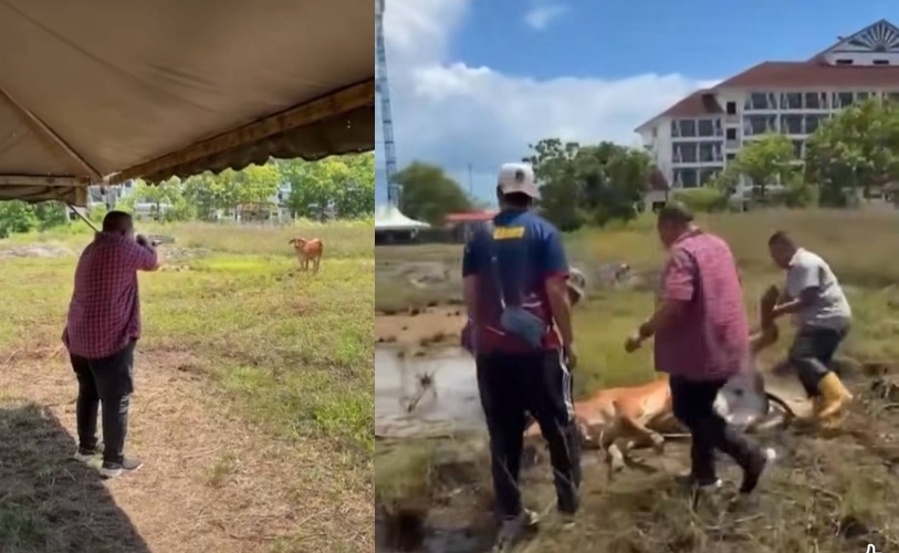 ‘Terpaksa tembak kaki bagi elak mudarat, lembu tak mati’ – MB Perlis